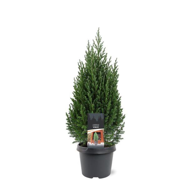 BRIN JUNIPERUS STRICTA L19 CM