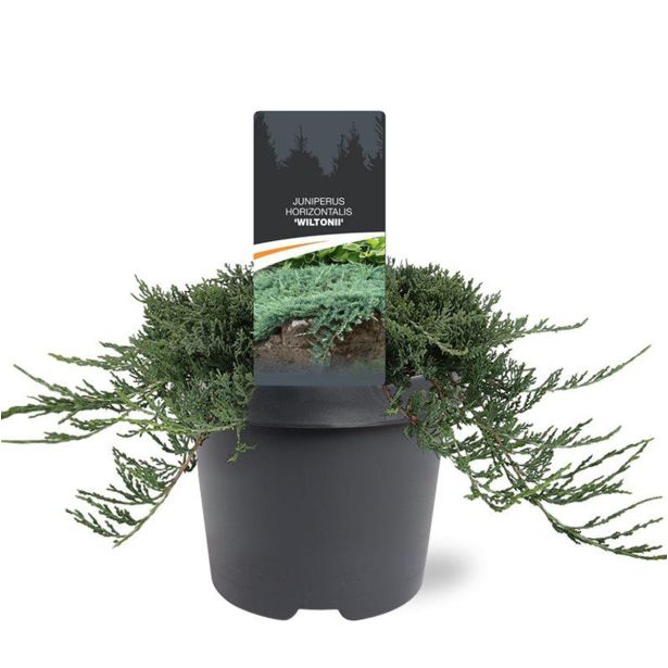 BRIN JUNIPERUS WILTONI L19 CM