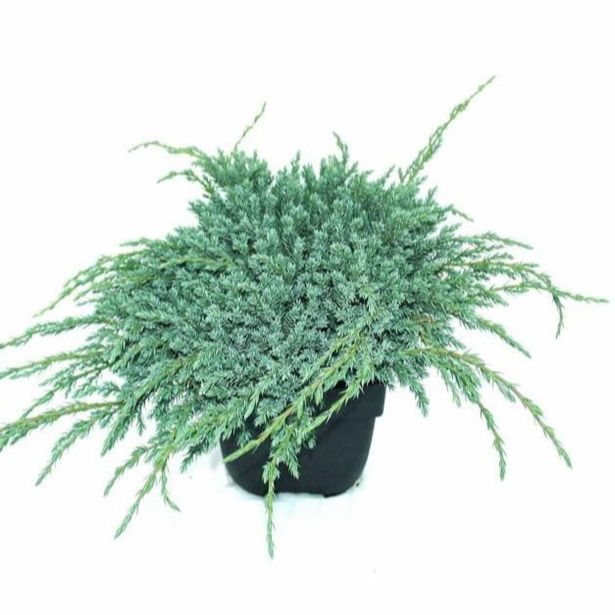 BRIN L17 CM