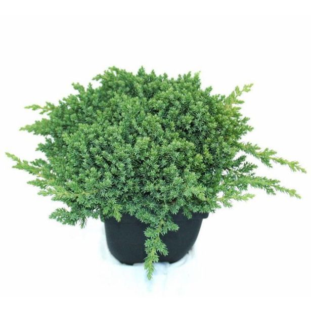BRIN L17 CM