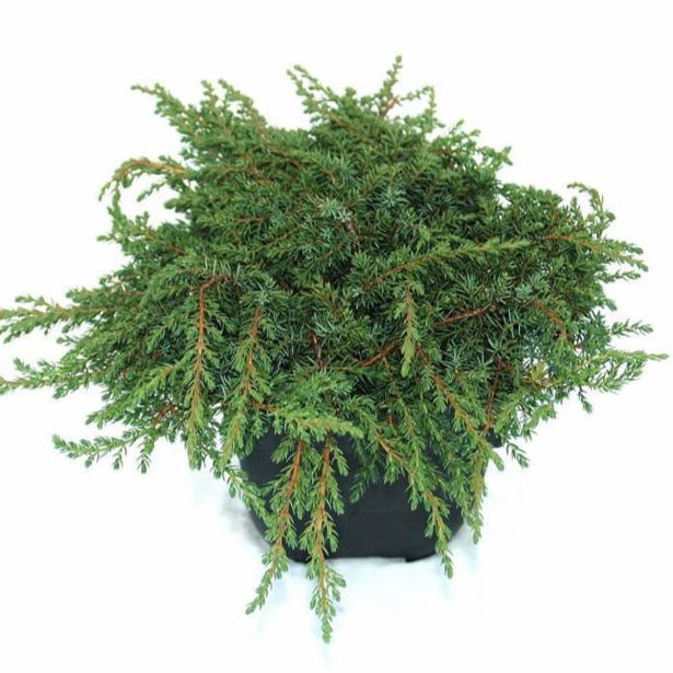 BRIN L17 CM