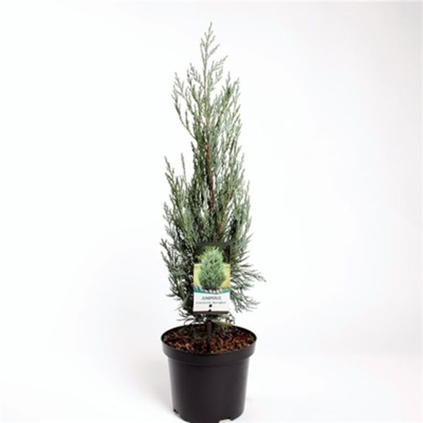 IGLAVEC BRIN MOONGLOW L19