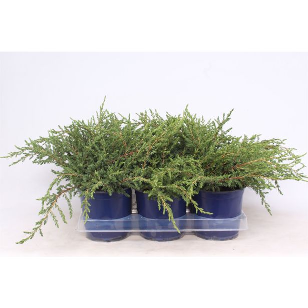 BRIN NAVADNI REPANDA L15