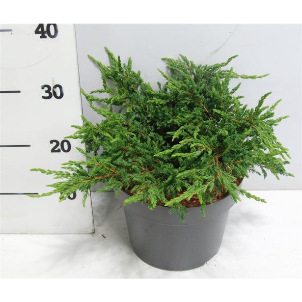 BRIN NAVADNI REPANDA L23