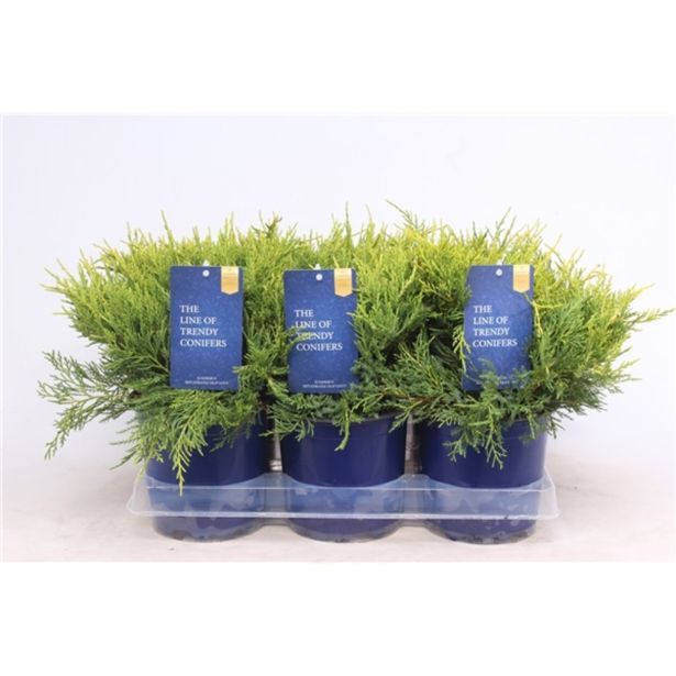 IGLAVEC BRIN OLD GOLD L15