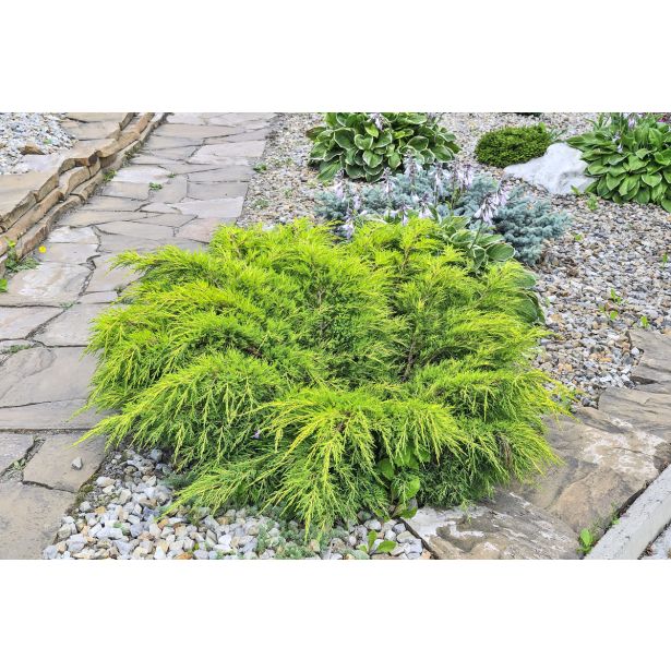 BRIN OLD GOLD L18 V40