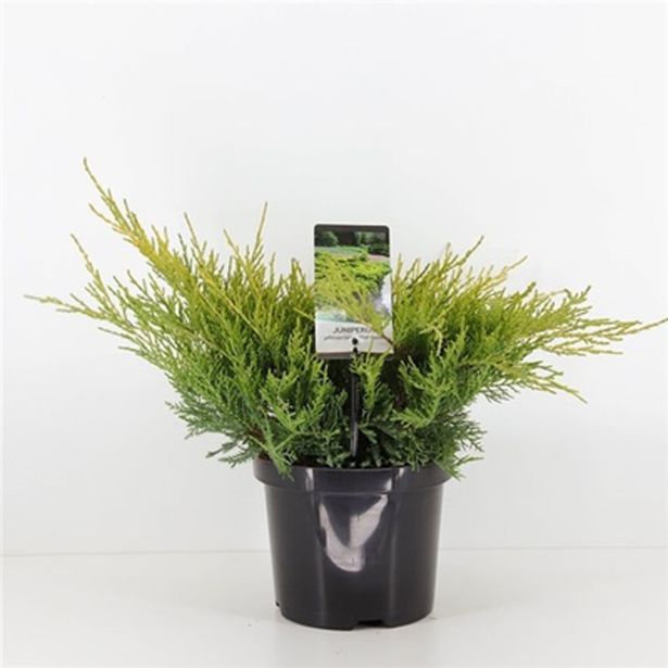 IGLAVEC BRIN OLD GOLD L19