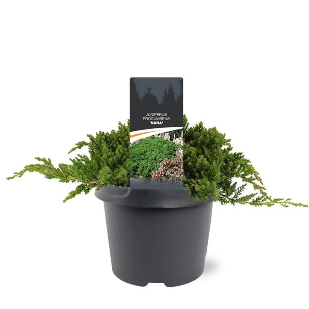 BRIN PROCUMBENS NANA L3 L