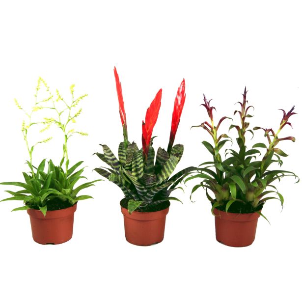 CVETOČA SOBNA RASTLINA BROMELIJA MIX L10.5