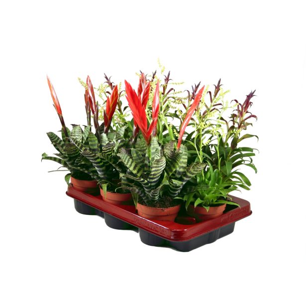CVETOČA SOBNA RASTLINA BROMELIJA MIX L10.5