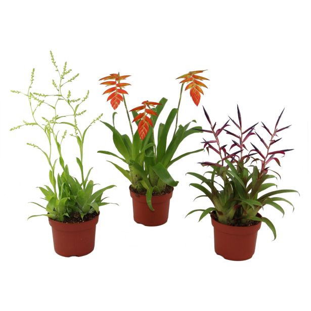 CVETOČA SOBNA RASTLINA BROMELIJA MIX L10.5