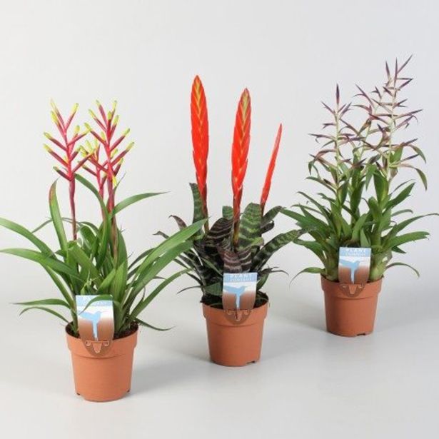 CVETOČA SOBNA RASTLINA BROMELIJA MIX L12
