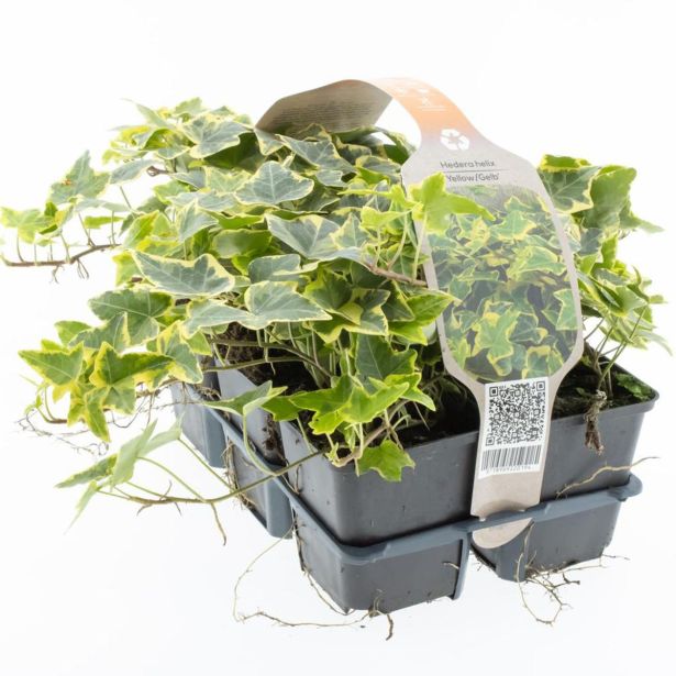 BRŠLJAN GOLDCHILD KULTIPAK (6 KOS)