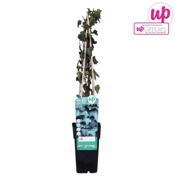 VZPENJALKA BRŠLJAN L15