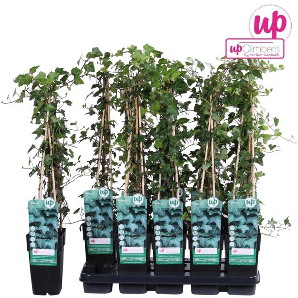 VZPENJALKA BRŠLJAN L15