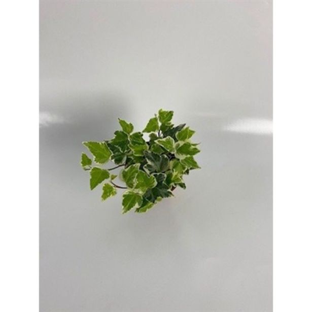 BRŠLJAN PISANOLISTNI L9