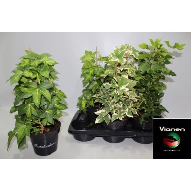 VZPENJALKA BRŠLJANASTA ARALIJA MIX L17