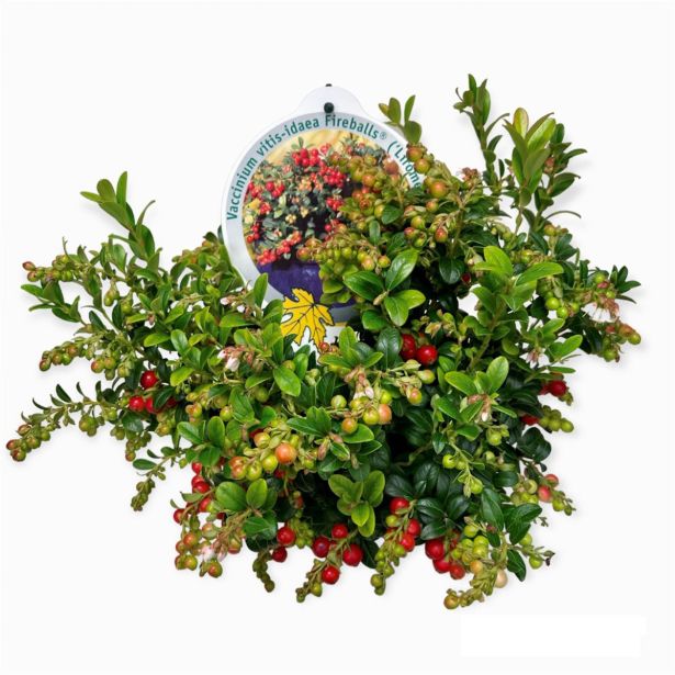 BRUSNICA FIREBALLS L15 CM