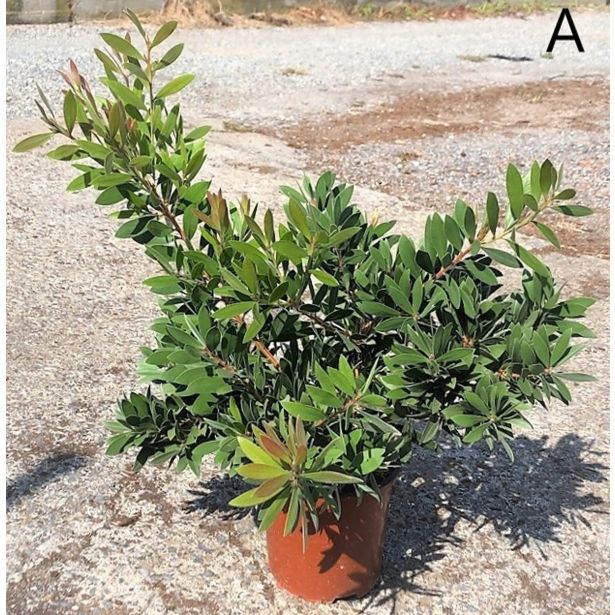 METLIČNIK CALLISTEMO LAEVIS L21