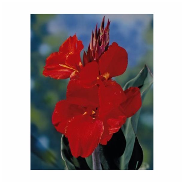 POLETI CVETOČA ČEBULICA HOLLAND BULB MARKET CANNA CHERRY RED