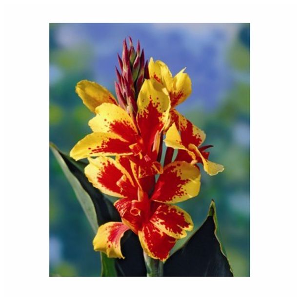 POLETI CVETOČA ČEBULICA HOLLAND BULB MARKET CANNA REINE CHARLOTTE