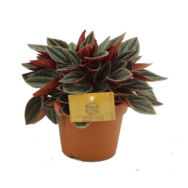 POPROVKA CAPERATA L12