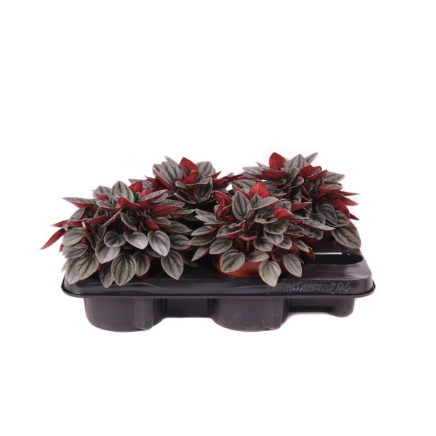 POPROVKA CAPERATA L12