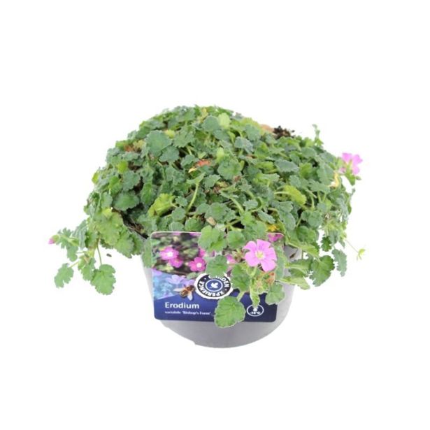 TRAJNICA ČAPLJEVEC MIX L13