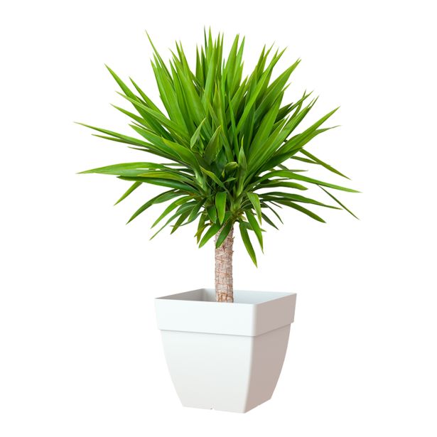 PE ZUNANJI LONEC CAPRI KVADRATEN BEL 40 CM