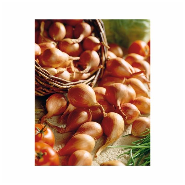 ŠALOTKA HOLLAND BULB MARKET GOLDEN GOURMET 500G