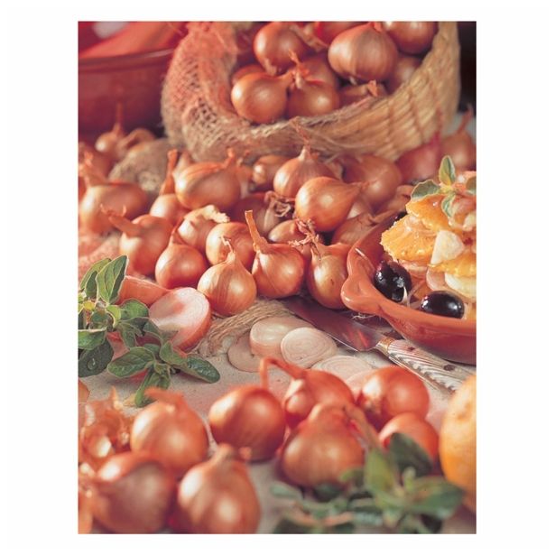 ŠALOTKA HOLLAND BULB MARKET REDSUN 500G