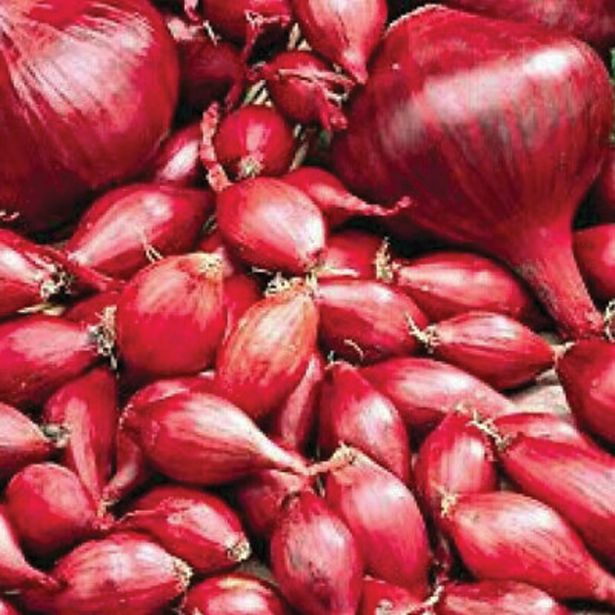 ČEBULA ROYAL SEEDS ČEBULČEK RED B. 500G RS