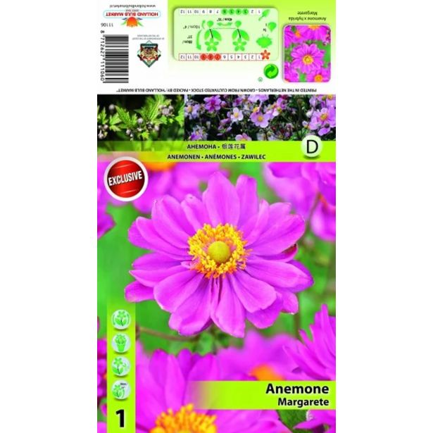 ČEBULICA HOLLAND BULB MARKET ANEMONE MARGARETE