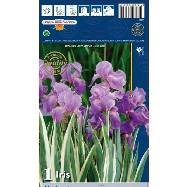 ČEBULICA HOLLAND BULB MARKET IRIS PALLIDA VARIEGATE