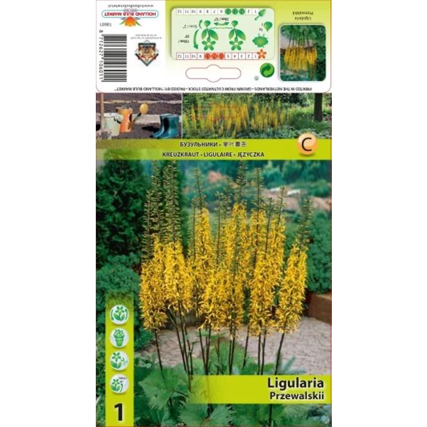ĆEBULICA HOLLAND BULB MARKET LIGULARIA PRZEWALSKII