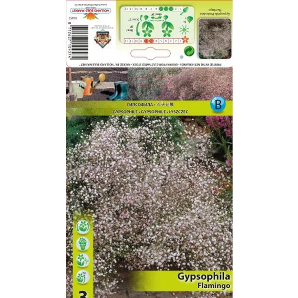 ČEBULICA HOLLAND BULB MARKET PANICULATA FLAMINGO