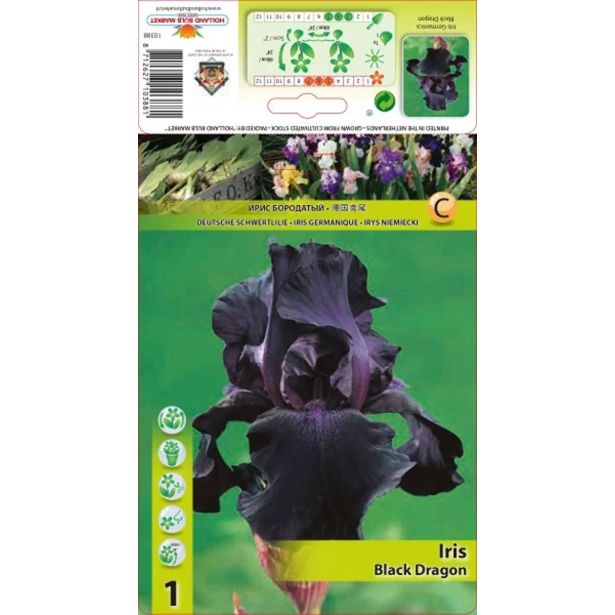 ČEBULIVA HOLLAND BULB MARKET IRIS ČRN DRAGON GERM.