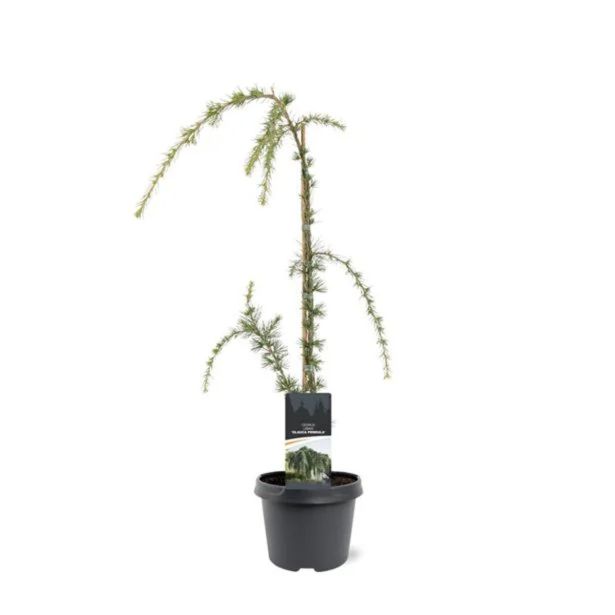 CEDRA ATLAŠKA POVEŠAVA L19 CM