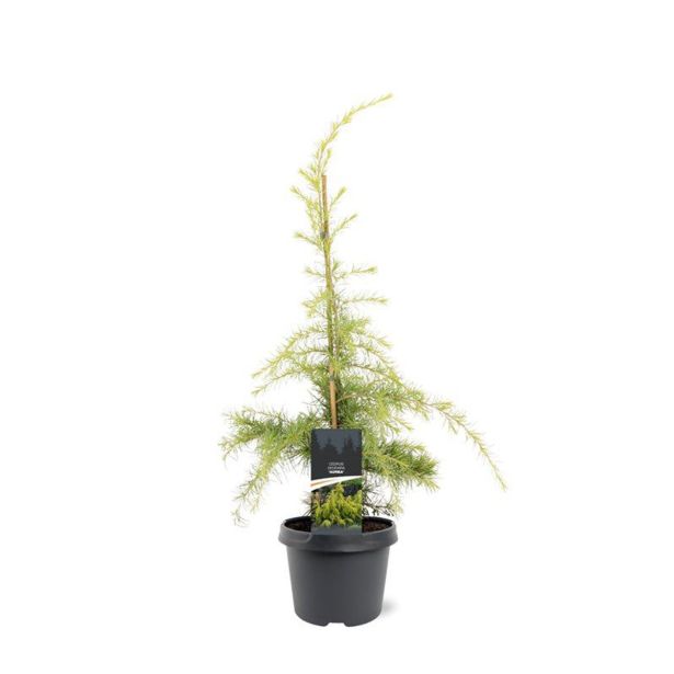 CEDRA CEDRUS DEODARA AUREA L19 CM