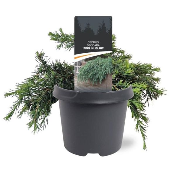 CEDRA CEDRUS DEODARA FEELIN BLUE L23 CM