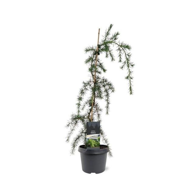 CEDRA CEDRUS DEODARA PENDULA L19 CM