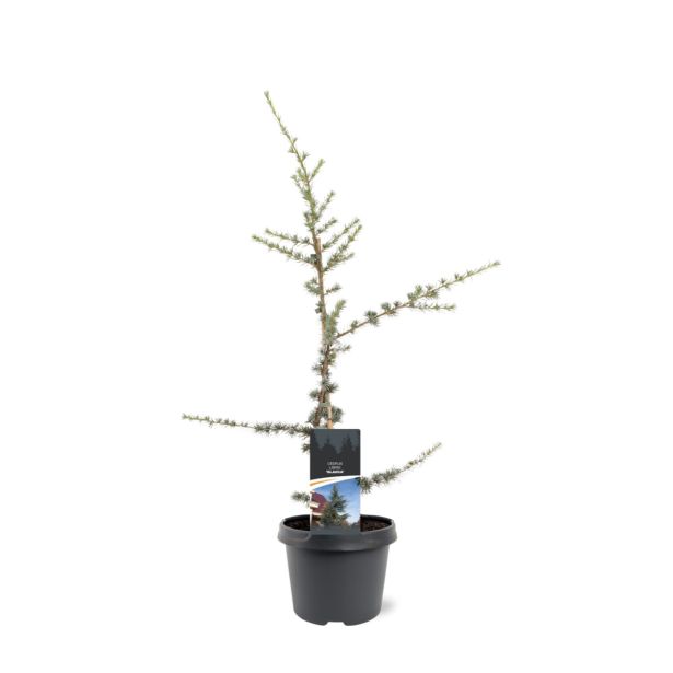 CEDRA CEDRUS LIBANI GLAUCA L23 CM