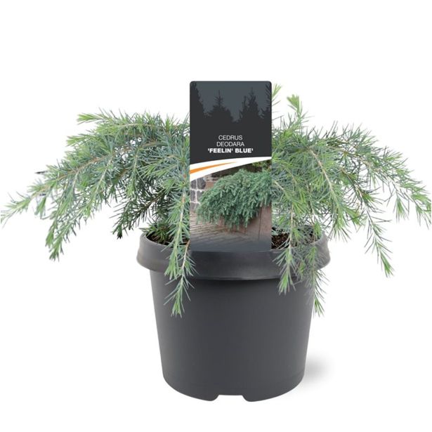 CEDRA HIMALAJSKA FEELIN' BLUE L19