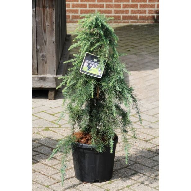 CEDRA HIMALAJSKA FILING BLUE L24 V30