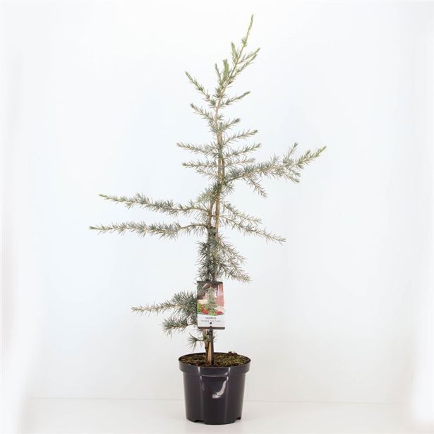 CEDRA KARL FUCHS L19