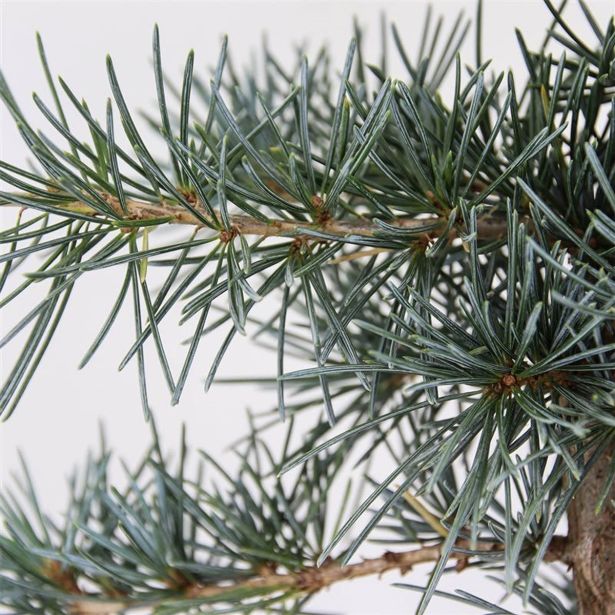 CEDRA KARL FUCHS L19