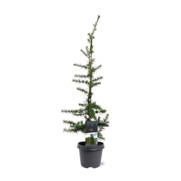 CEDRA LIBANONSKA L23 CM