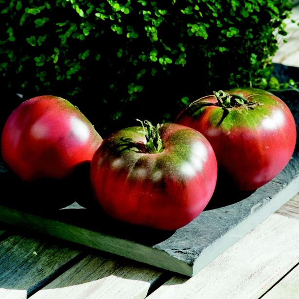 PLODOVKE VOLMARY CEPLJEN PARADIŽNIK 12 CM BOLZANO