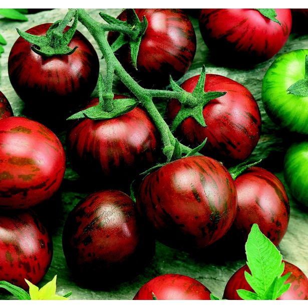 PLODOVKE VOLMARY CEPLJENI PARADIŽNIK ZEBRINO F1 LONEC 12 CM