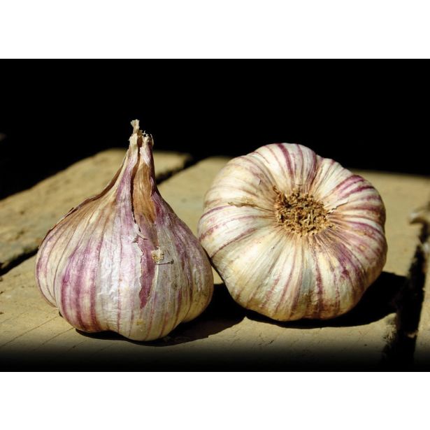 ČESEN ČESEN GERMIDOUR 400G